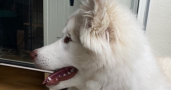 maya pet sitter à CAEN 14000_3