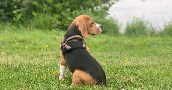 aurelia pet sitter à DUGNY 93440_5