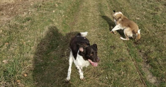 marie pet sitter à LILLE 59000_2