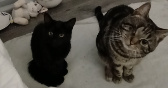 chloé pet sitter à Brienon sur Armançon 89210_3