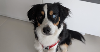 mélody dog sitter à BORAN SUR OISE 60820_8