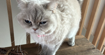 cécile pet sitter à MONTPELLIER 34000_2