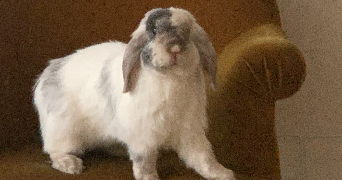 sophie pet sitter à NANTES 44000_2