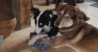 gabriella pet sitter à ST HIPPOLYTE DU FORT 30170_6