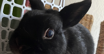 aude pet sitter à L'union 31240_2