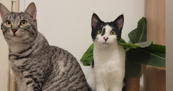 mélissa pet sitter à ROUEN 76000_2