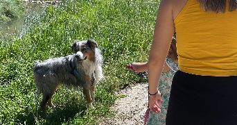dilan dog sitter à SEYSSINET PARISET 38170_1