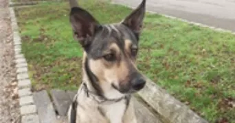 mélania pet sitter à EGRISELLES LE BOCAGE 89500