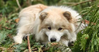 tifenn pet sitter à PLOUARET 22420