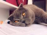 Èvann pet sitter à Paris 75006_5