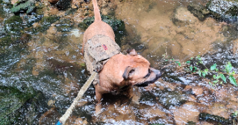 frederic pet sitter à NOISSEVILLE 57645_5