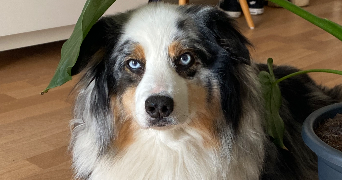 Eva pet sitter à Nancy 54000_6