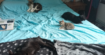 sandra pet sitter à MOISSAC 82200_6