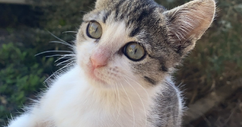 melanie pet sitter à Castillon débats  32190_4