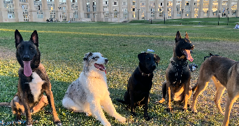 alexandra pet sitter à CANNES 06400_3