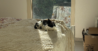 kylian pet sitter à HYERES 83400_5