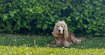 amélie  pet sitter à La ferté-milon 02460_3