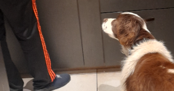 emilie pet sitter à ANDREZIEUX BOUTHEON 42160_2