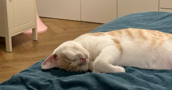 emilie pet sitter à Bron 69500