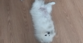 sybiline pet sitter à CORCY 02600_1
