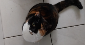 claire pet sitter à BOLBEC 76210_1