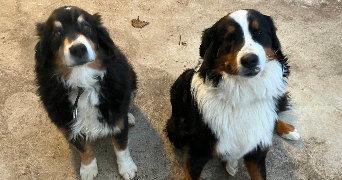 cordaro pet sitter à BAGNOLS 69620_4