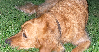 anais pet sitter à JOUY LE MOUTIER 95280_3
