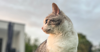 claire pet sitter à ITTENHEIM 67117_1