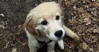 marie pet sitter à VINCENNES 94300_3