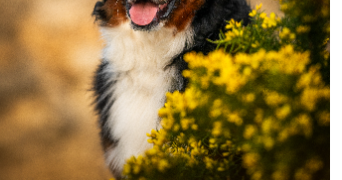 claire pet sitter à GARDANNE 13120_1