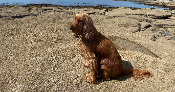 margot pet sitter à GUILVINEC 29730_2