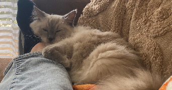 clarisse pet sitter à Saint-Malo 35400_3