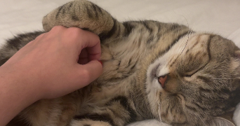 lorie pet sitter à CRUSNES 54680_4