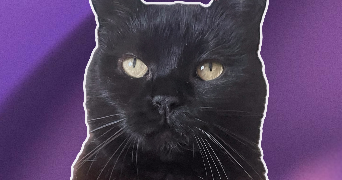 maryna pet sitter à CHATEAUDUN 28200_1