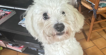 julia pet sitter à SUCY EN BRIE 94370_1