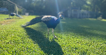 kyllian pet sitter à PONTCARRE 77135_3