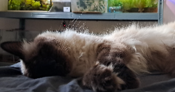 lou-anne pet sitter à LANDIRAS 33720_0