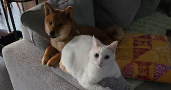 celine pet sitter à VILLERS SUR MER 14640