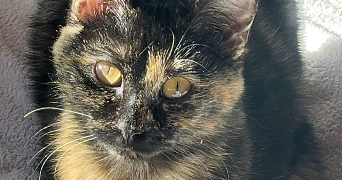 chloe pet sitter à LILLE 59000_5