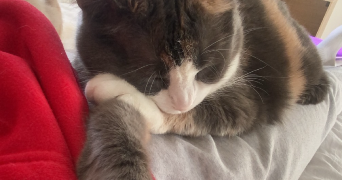 heloise pet sitter à MEGEVE 74120_2