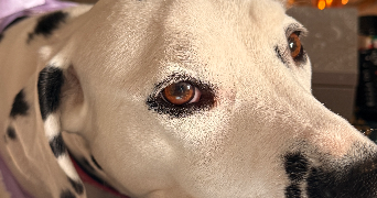 alizée pet sitter à HAGUENAU 67500_3