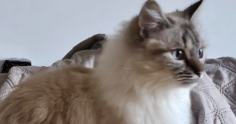 camille pet sitter à CHELLES 77500_3