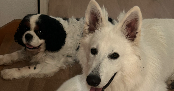 patricia pet sitter à SERRES CASTET 64121_7