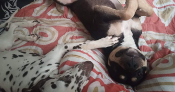 laure pet sitter à BORAN SUR OISE 60820_2