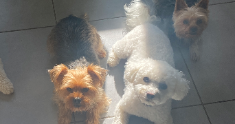 marielle dog sitter à WITTENHEIM 68270_2