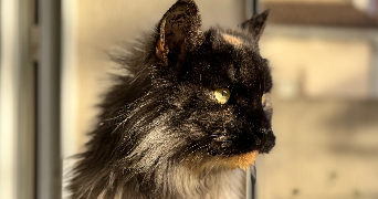 angélique pet sitter à Avranches 50300_0