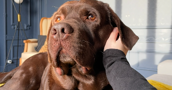 emma pet sitter à AMIENS 80000_3