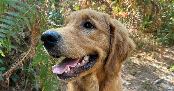 lea pet sitter à ROISSY EN FRANCE 95700_0