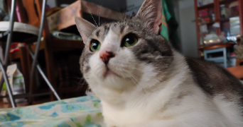 nawshin pet sitter à PARIS 17 75017_0