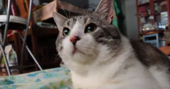 nawshin pet sitter à PARIS 17 75017